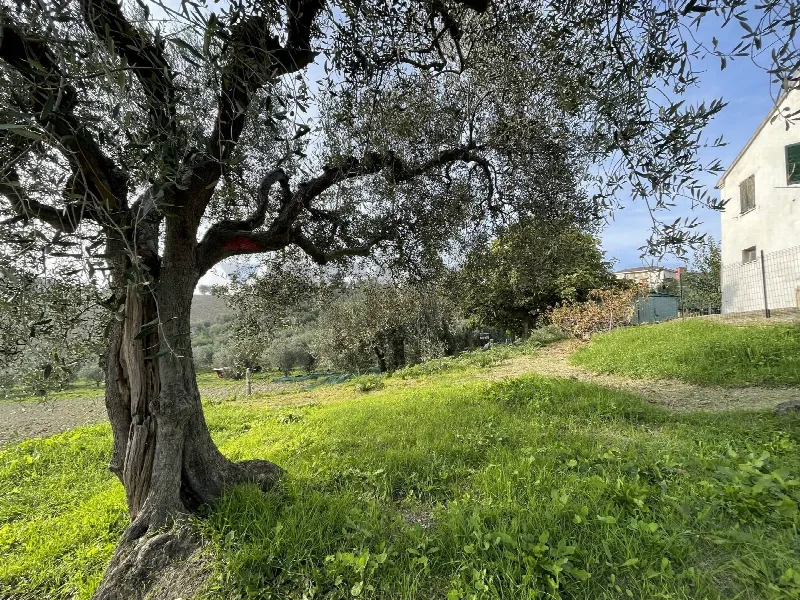 Rustico/Casale in vendita a Belvedere Ostrense - foto 1
