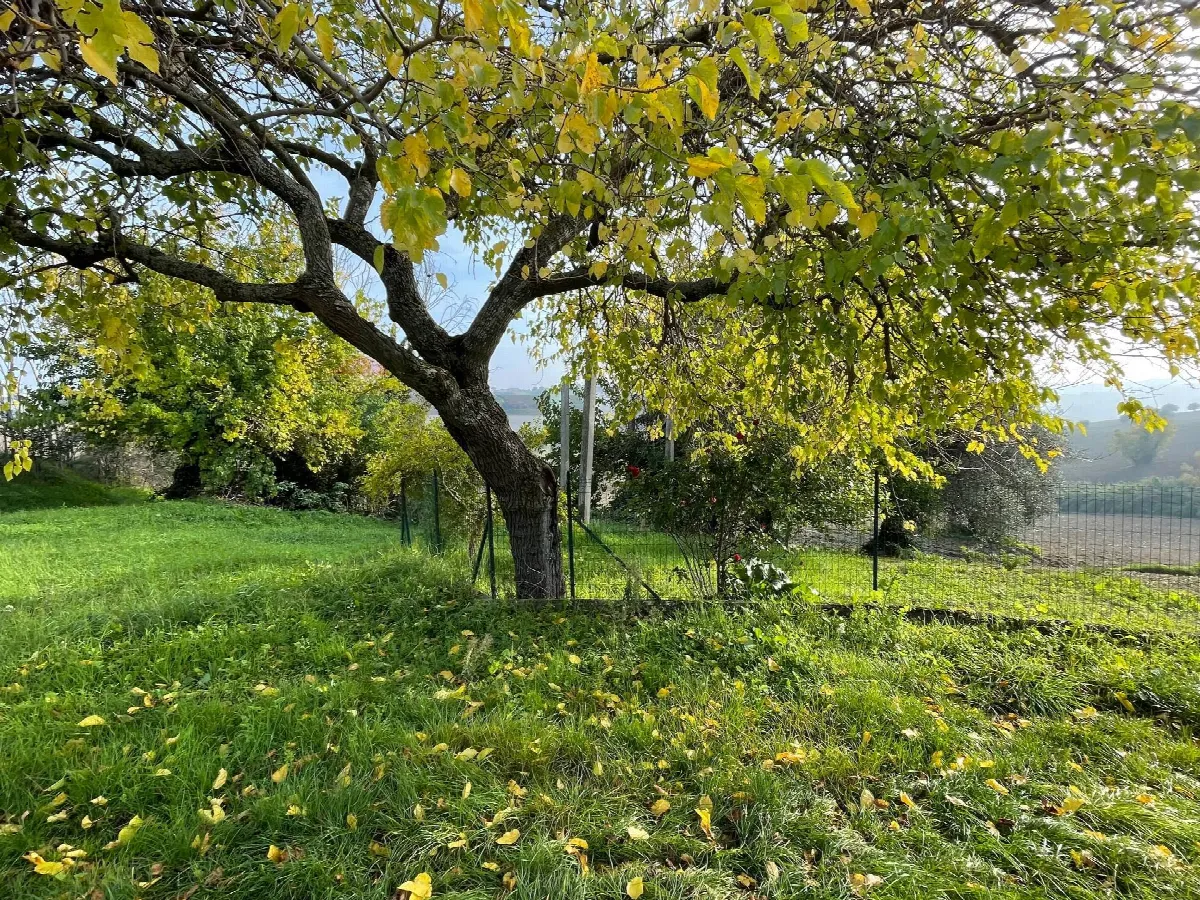 Rustico/Casale in vendita a Belvedere Ostrense - foto 4