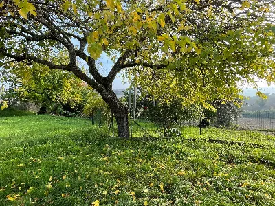 Rustico/Casale in vendita a Belvedere Ostr... - foto 4