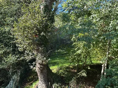 Rustico/Casale in vendita a Serra San Quir... - foto 9