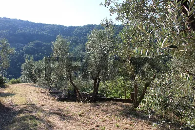 Rustico/Casale in vendita a Vinci - foto 7