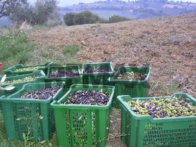 Rustico/Casale in vendita a Assisi - foto 8