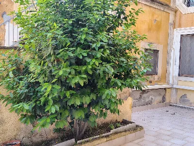 Casa Indipendente in vendita a Lentini - foto 8