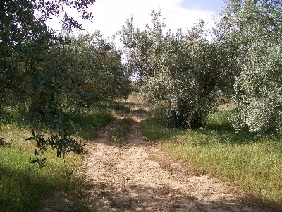 Rustico/Casale in vendita a Piazza Armerin... - foto 10