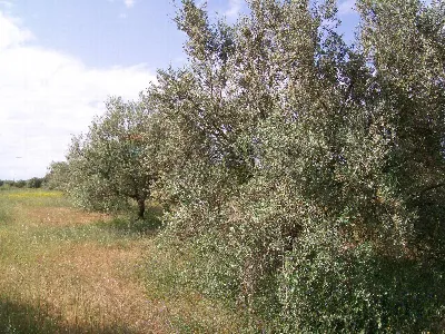 Rustico/Casale in vendita a Piazza Armerin... - foto 7