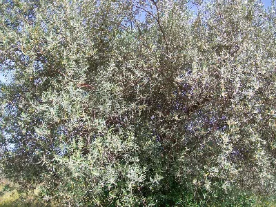 Rustico/Casale in vendita a Piazza Armerin... - foto 8