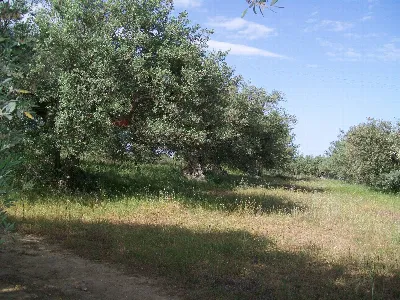 Rustico/Casale in vendita a Piazza Armerin... - foto 9