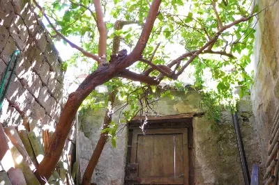 Casa Indipendente in vendita a Solopaca - foto 2