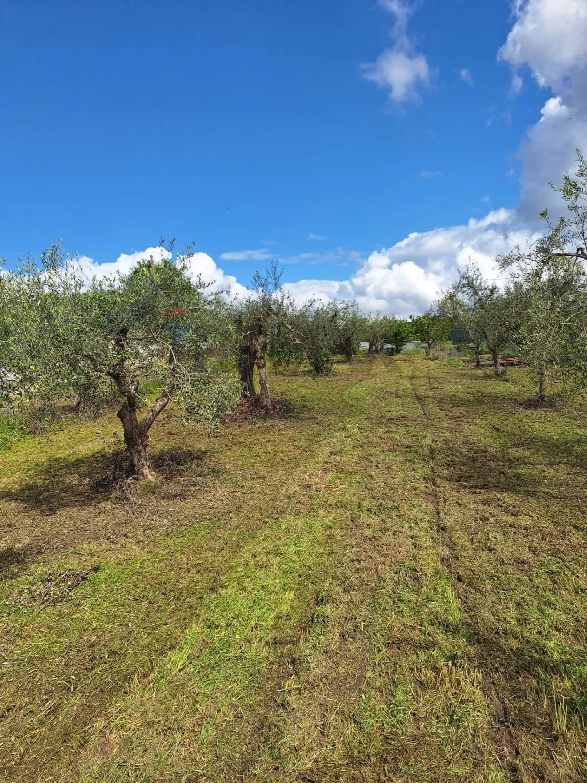 Villa in vendita a Castel Campagnano - foto 3