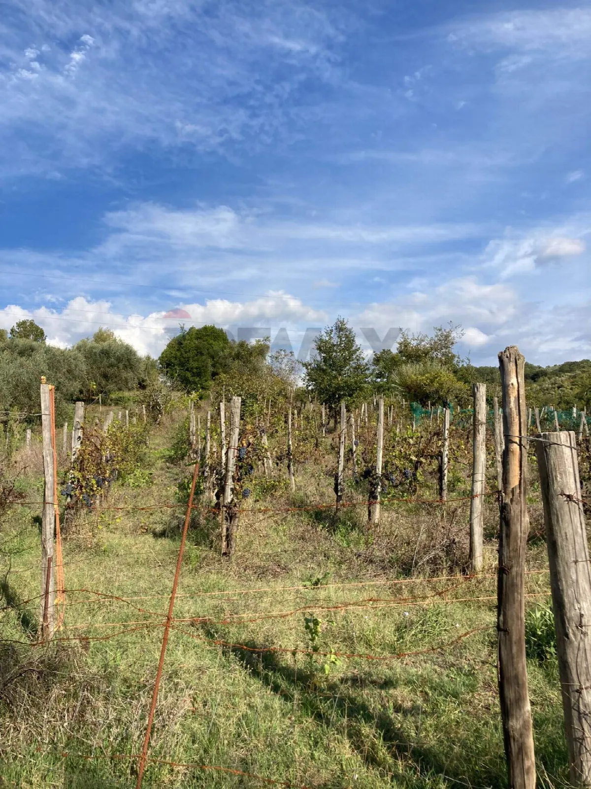 Rustico/Casale in vendita a Felitto - foto 3