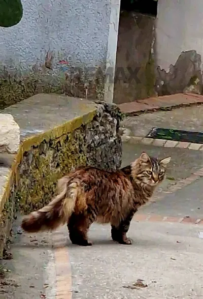 Villa in vendita a Capri - foto 2
