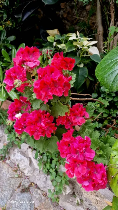 Villa in vendita a Capri - foto 5