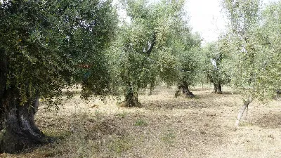 Rustico/Casale in vendita a Vieste - foto 10
