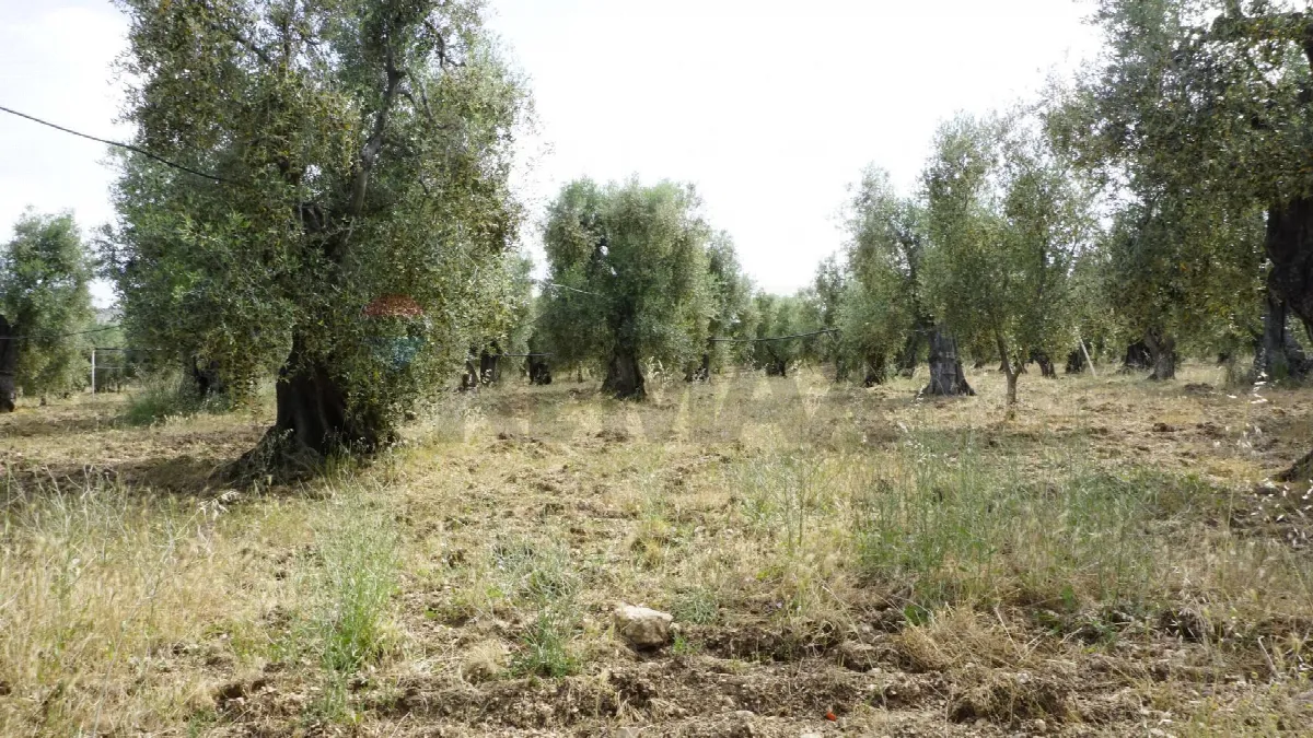 Rustico/Casale in vendita a Vieste - foto 5
