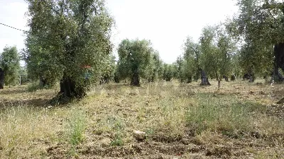 Rustico/Casale in vendita a Vieste - foto 5