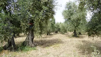 Rustico/Casale in vendita a Vieste - foto 7