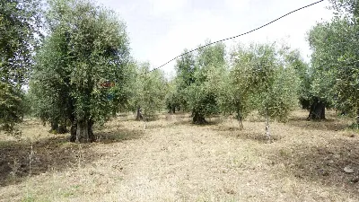 Rustico/Casale in vendita a Vieste - foto 8