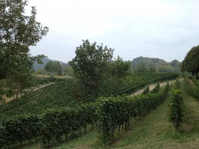 Rustico/Casale in vendita a Cocconato - foto 8