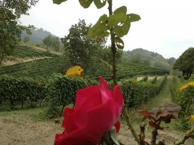 Rustico/Casale in vendita a Cocconato - foto 9
