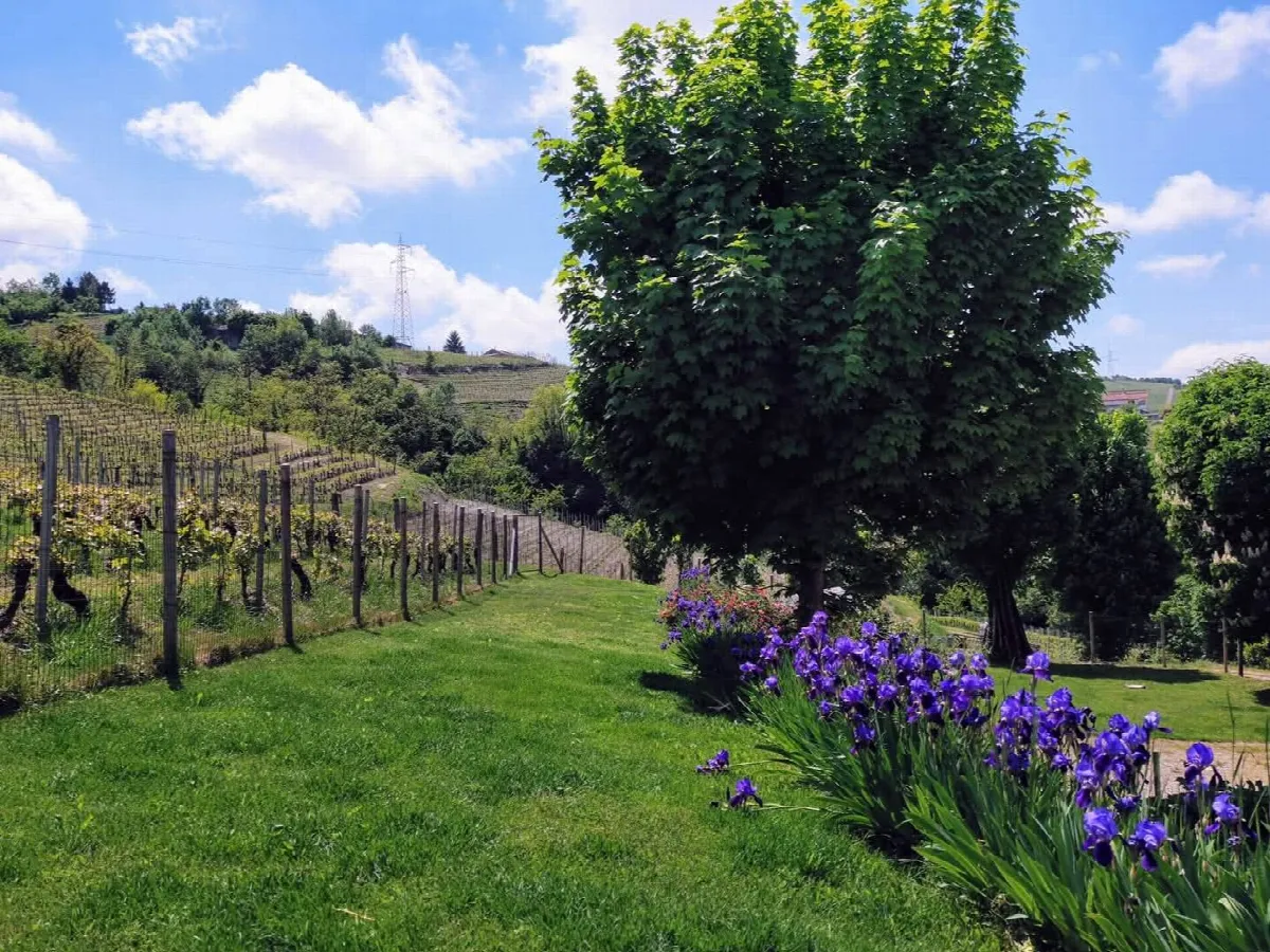 Rustico/Casale in vendita a Santo Stefano Belbo - foto 4