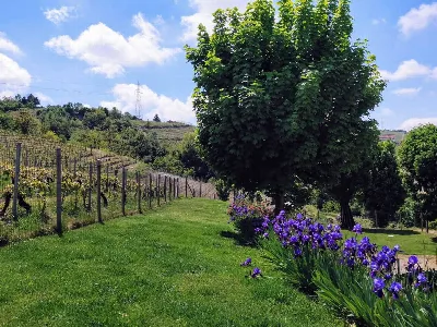 Rustico/Casale in vendita a Santo Stefano ... - foto 4
