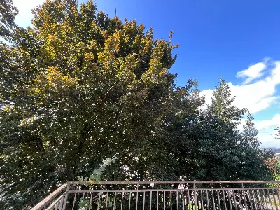 Rustico/Casale in vendita a Maranzana - foto 5