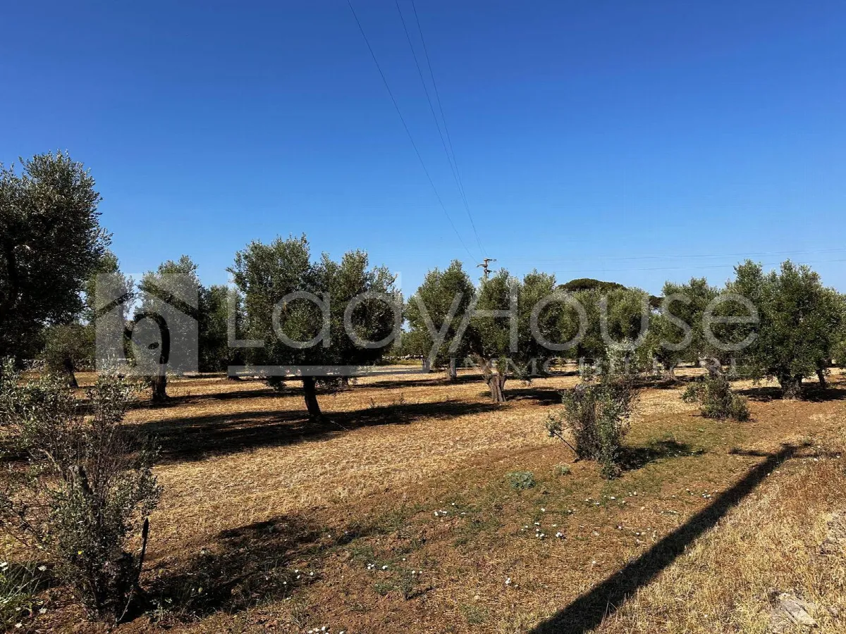 Villa in vendita a Alezio - foto 2