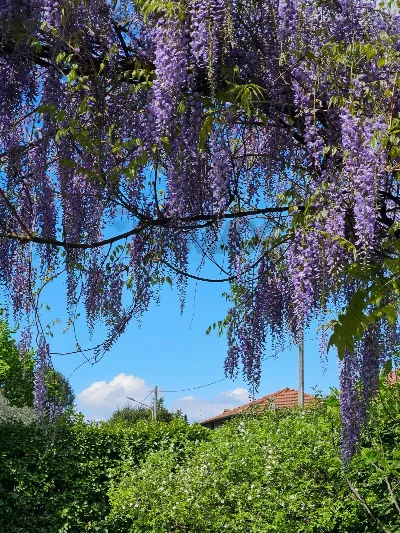 Villa in vendita a Biandronno - foto 3
