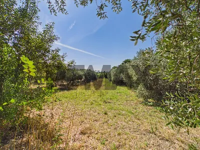Rustico/Casale in vendita a Campagnano di ... - foto 8