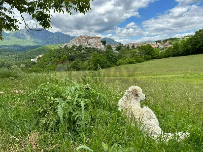 Casa Indipendente in vendita a Colli a Vol... - foto 4