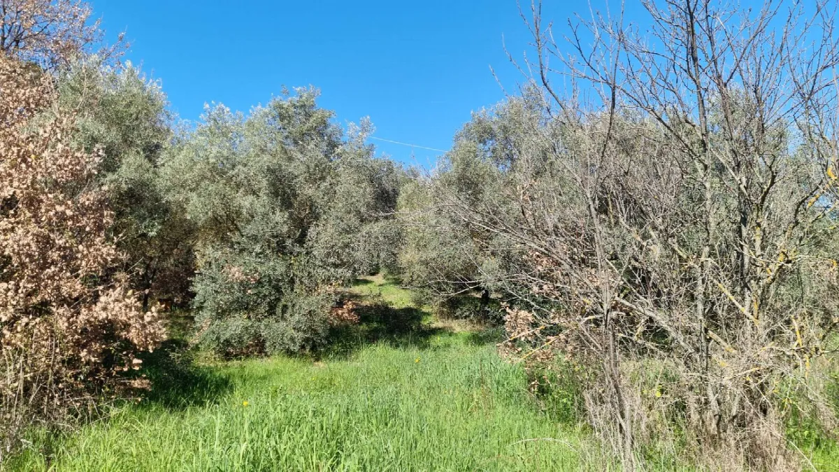 Rustico/Casale in vendita a Ozieri - foto 4