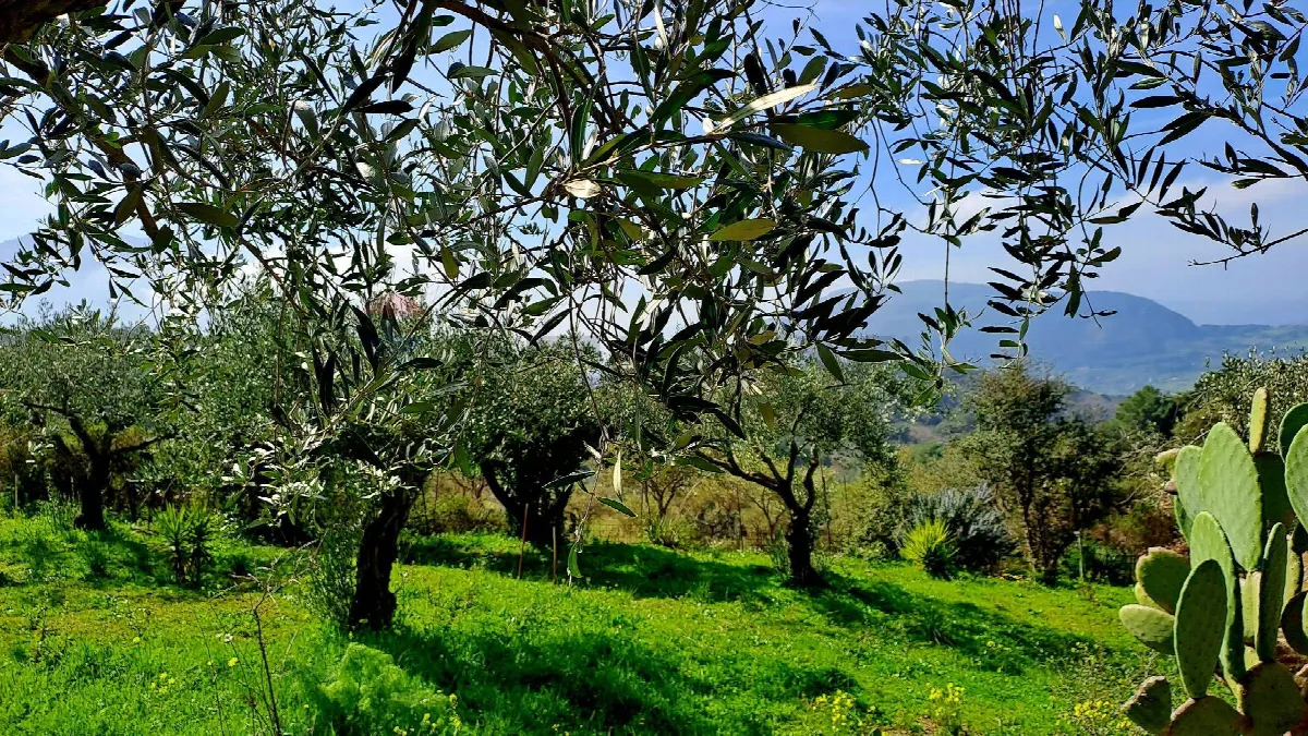 Villa in vendita a Collesano - foto 4