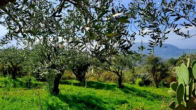 Villa in vendita a Collesano - foto 4
