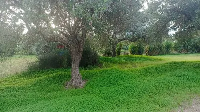 Rustico/Casale in vendita a Comiso - foto 10