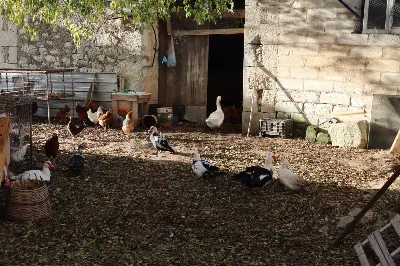Rustico/Casale in vendita a Ragusa, Zona i... - foto 7