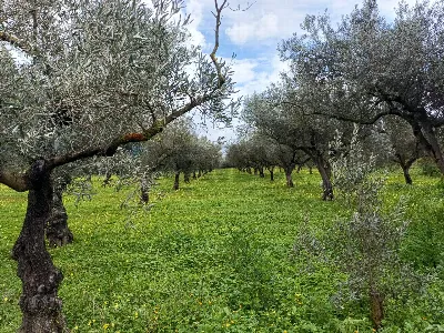 Villa in vendita a Chiaramonte Gulfi - foto 2