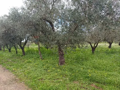 Villa in vendita a Chiaramonte Gulfi - foto 3