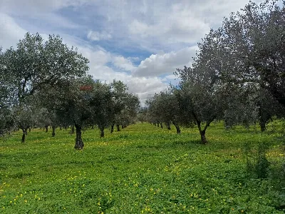 Villa in vendita a Chiaramonte Gulfi - foto 8