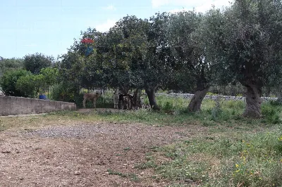 Rustico/Casale in vendita a Ragusa, Puntar... - foto 8