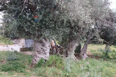 Rustico/Casale in vendita a Ragusa, Puntar... - foto 9