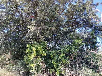 Rustico/Casale in vendita a Comiso - foto 10