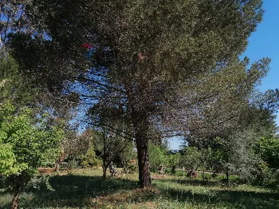 Villa in vendita a San Vito dei Normanni - foto 10
