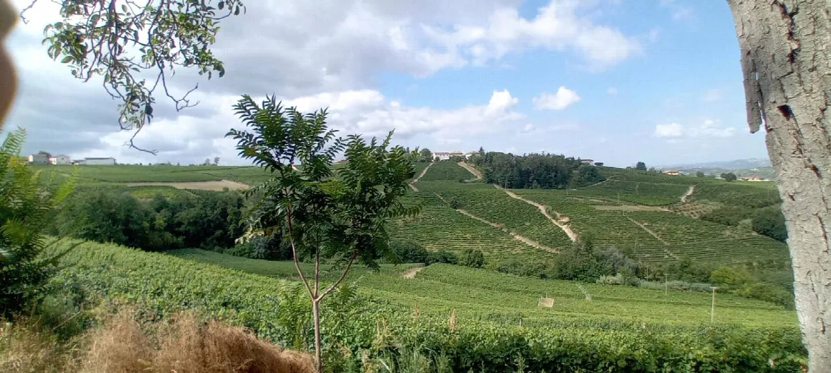 Casa Indipendente in vendita a Castagnole delle Lanze - foto 4