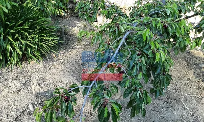 Villa in vendita a Graniti - foto 8