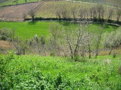 Rustico/Casale in vendita a Monteodorisio - foto 7