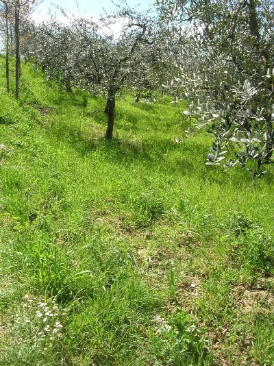 Rustico/Casale in vendita a Monteodorisio - foto 9