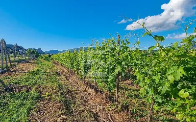 Rustico/Casale in vendita a Cavaion Verone... - foto 4