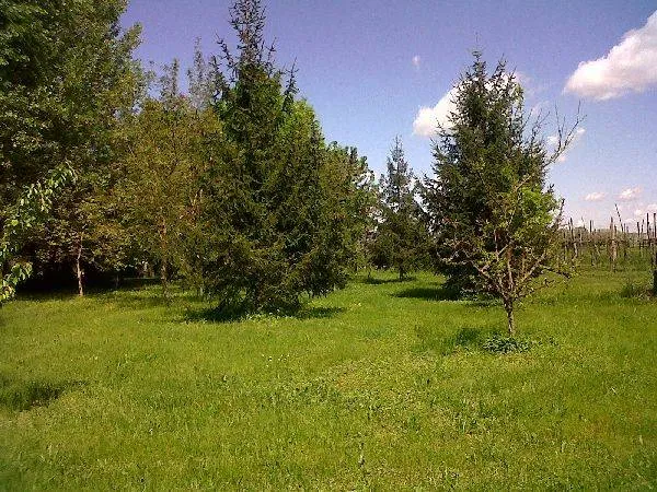 Rustico/Casale in vendita a Lugo - foto 3