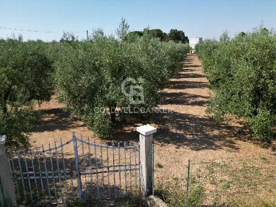 Villa in vendita a Andria - foto 3