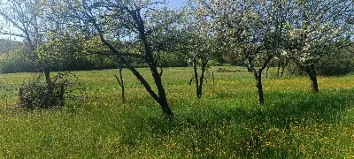 Rustico/Casale in vendita a Aulla - foto 4